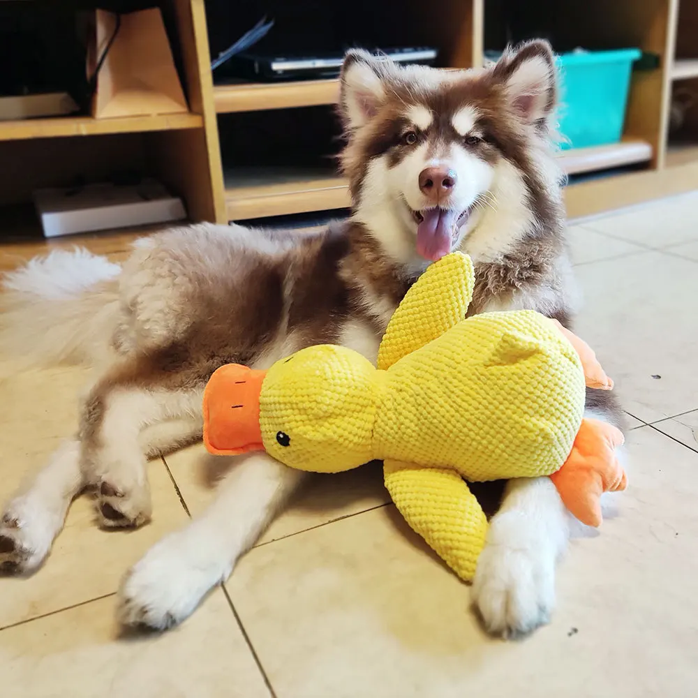 Dog Products